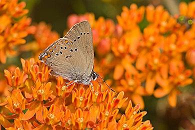 经典科幻新游《世界大战》开发演示 三足梦魇机器再临